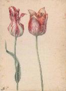 Georg Flegel Two Tulips Spain oil painting artist